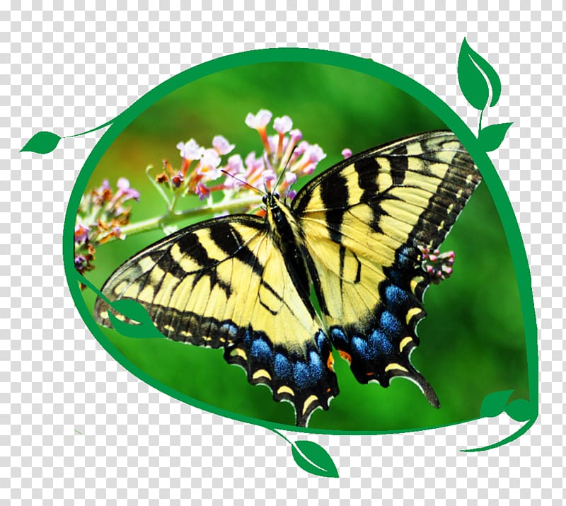 Butterfly Pavilion YouTube Butterfly house Learning, butterfly transparent background PNG clipart