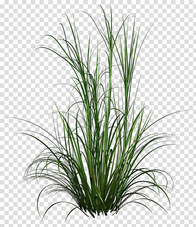 green grass , Purple Fountain Grass Lawn Grasses, Watercolor plant transparent background PNG clipart