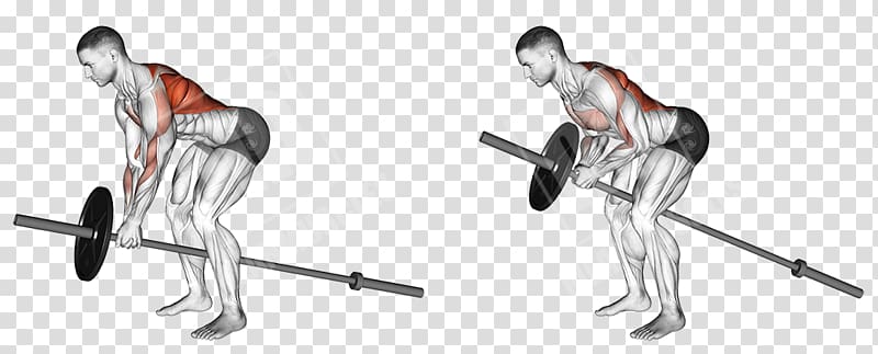 Bent-over row Exercise Muscle Trapezius, abdominal movement transparent background PNG clipart