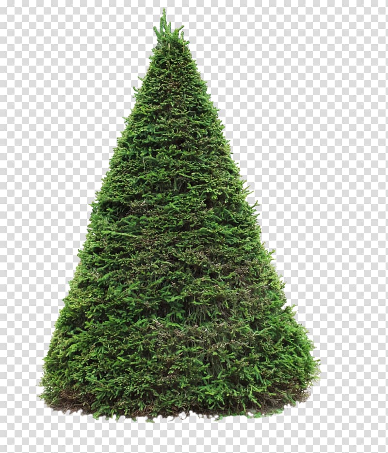 Pine Douglas fir Blue spruce Tree, evergreen plants transparent background PNG clipart