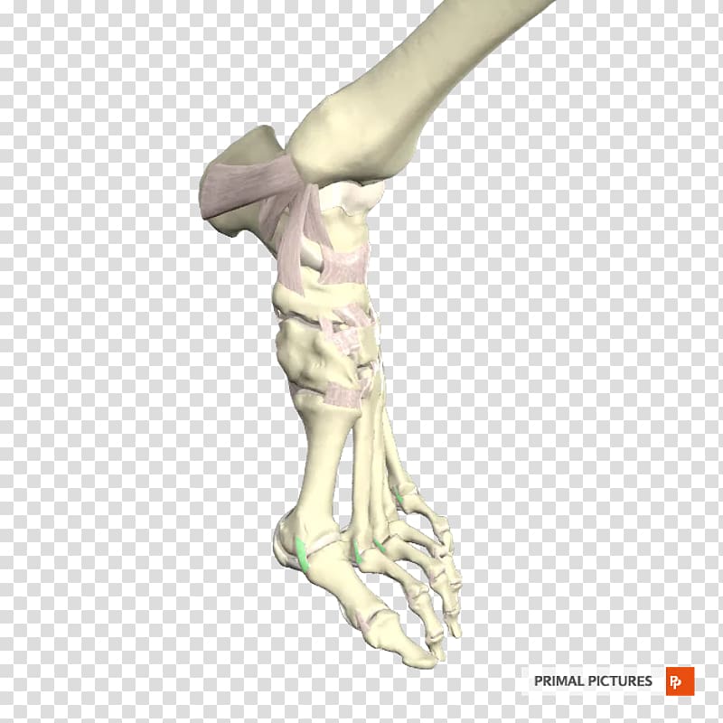 Joint Arm Shoulder Hip Limb, ligament transparent background PNG clipart