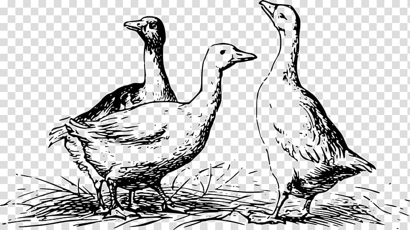 Goose Duck Drawing Mallard, goose transparent background PNG clipart