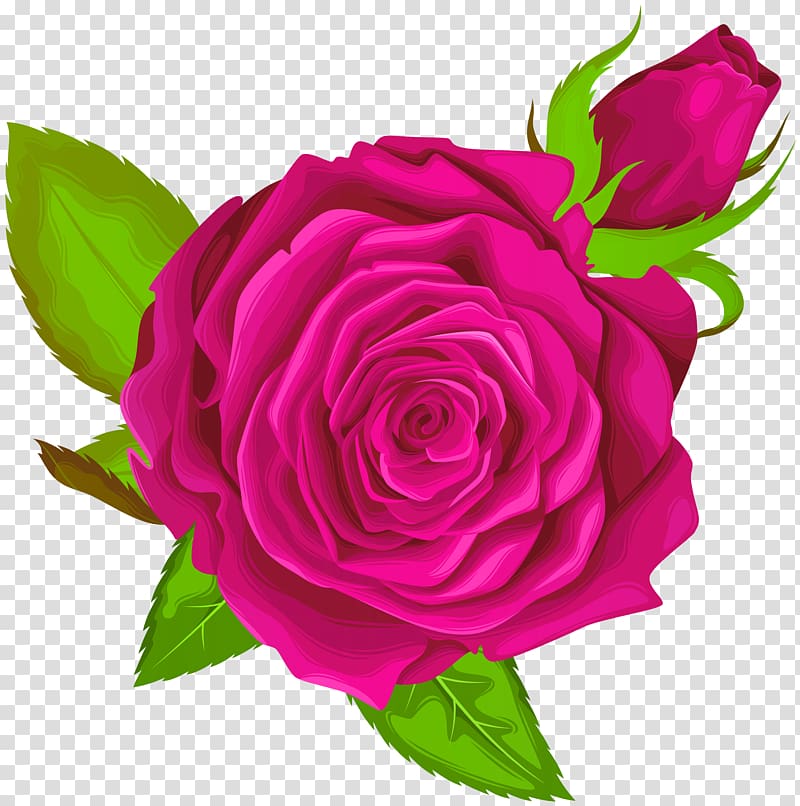 maroon rose illustration, Garden roses Centifolia roses , Pink Rose Decorative transparent background PNG clipart