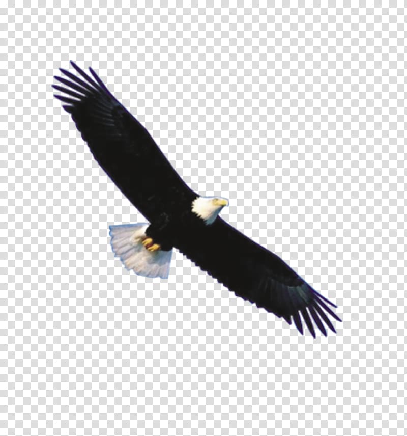 Bald Eagle Flight Bird, eagle transparent background PNG clipart
