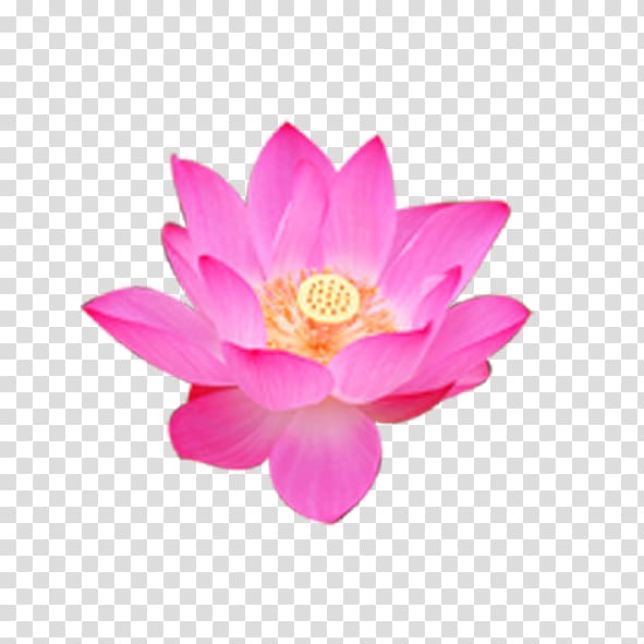 Nelumbo nucifera Flower Rulaizong Buddhism Petal, Pink Lotus transparent background PNG clipart