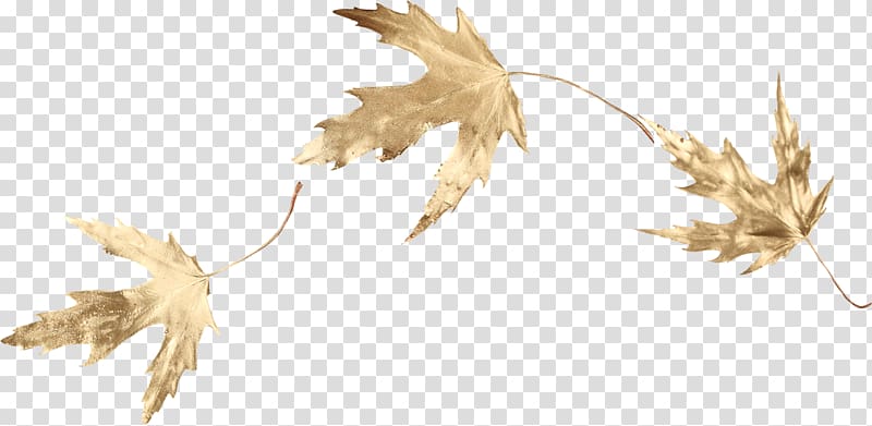 Maple leaf , Gold leaf transparent background PNG clipart
