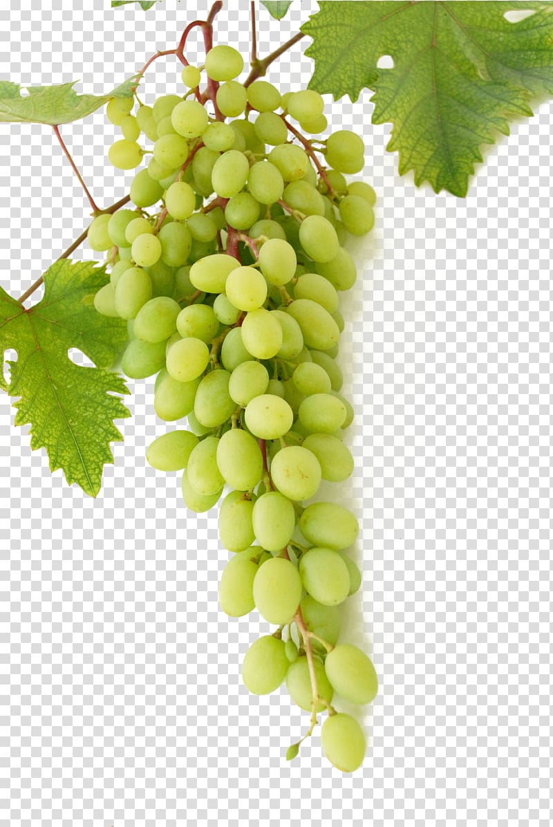 white grapes on tree branch, Wine Common Grape Vine Mousse Cream, Green grapes transparent background PNG clipart