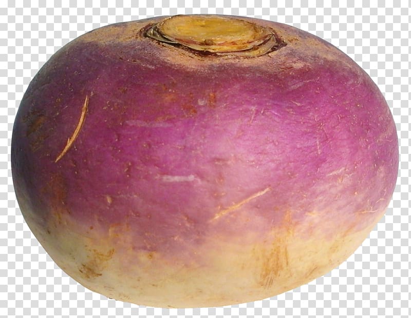Turnip Radish Vegetable, Turnip transparent background PNG clipart
