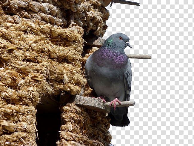 Columbidae Bird Bald Eagle Domestic pigeon Columba, Standing on the edge of the nest pigeons transparent background PNG clipart