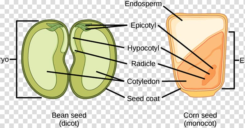 Dicotyledon Monocotyledon Embryo Seed, Rice germination transparent background PNG clipart