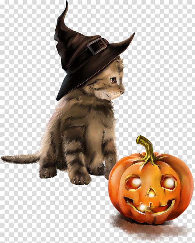 Cat Whiskers witch , Cat transparent background PNG clipart