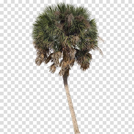 Asian palmyra palm Arecaceae Tree Sabal Palm Shade, tree transparent background PNG clipart