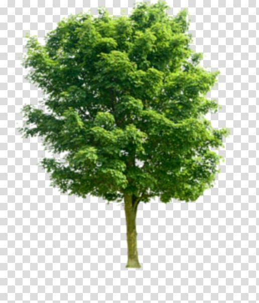 Tree Juglans Pruning, tree transparent background PNG clipart