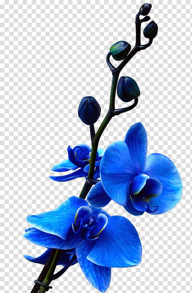 blue orchid transparent background PNG clipart