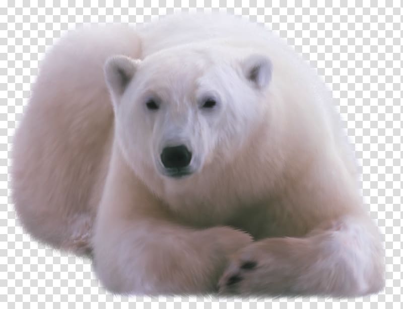 Polar bear DVTK Jegesmedvék, Polar white bear transparent background PNG clipart