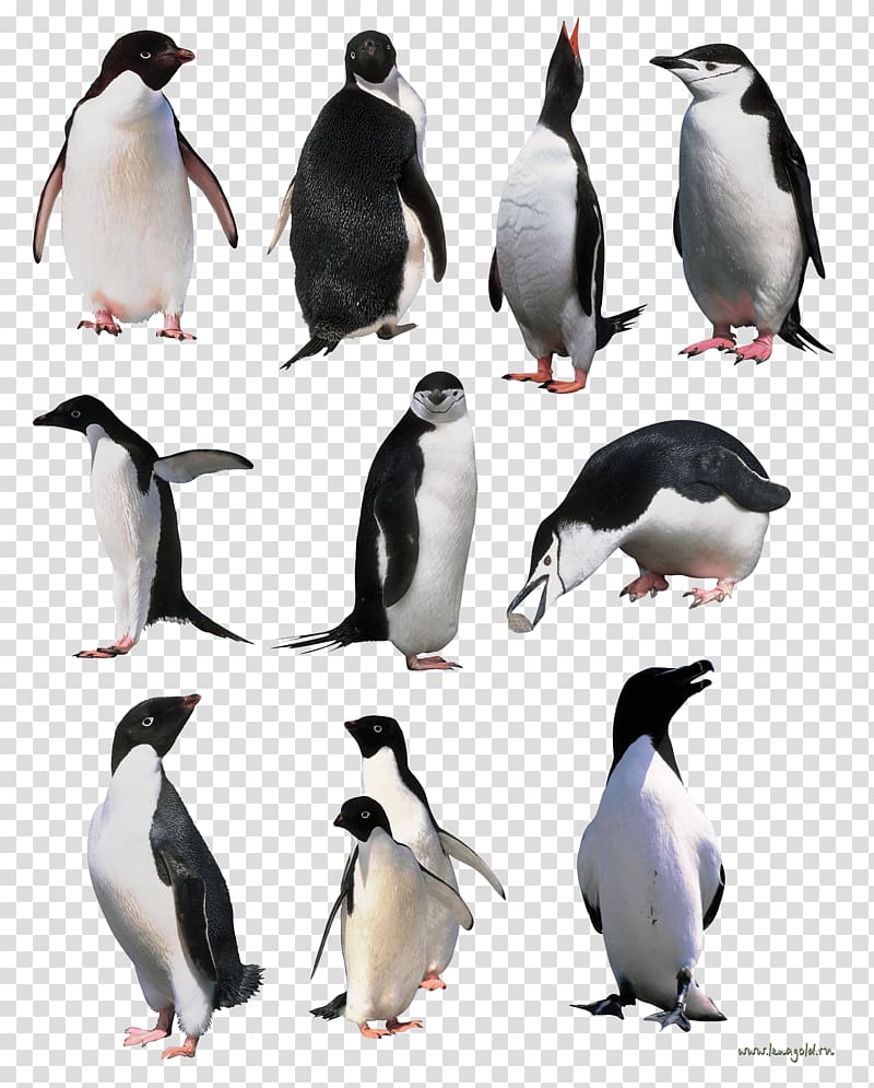 eleven assorted-breeds penguins collage illustration, Macaroni penguin The of Dorian Gray Penguin Books book, Penguins transparent background PNG clipart
