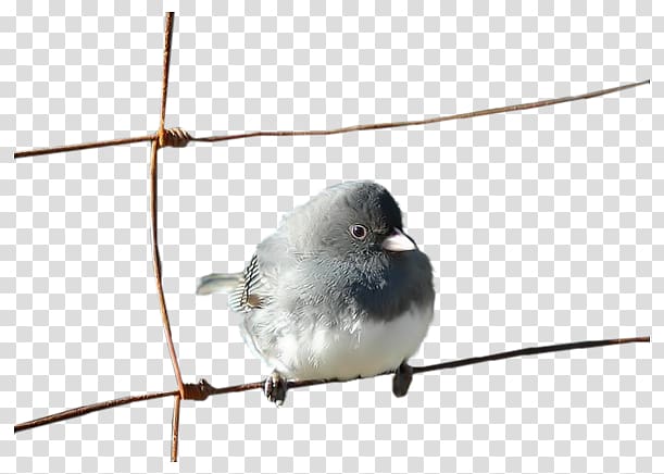 House Sparrow Bird Moineau, A sparrow transparent background PNG clipart