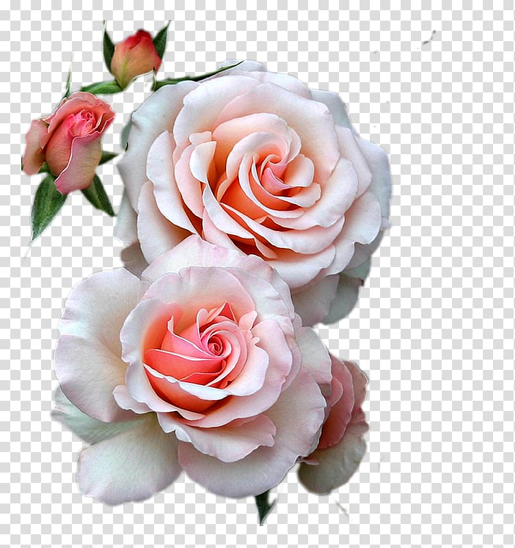 Flower bouquet Best Roses, flower transparent background PNG clipart