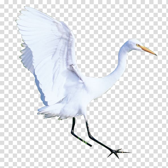 Red-crowned crane Bird Wing, Crane transparent background PNG clipart