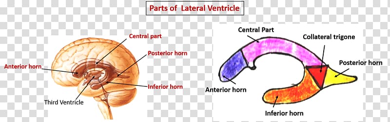 Lateral ventricles Ventricular system Brain Choroid plexus Tela chorioidea, Brain transparent background PNG clipart