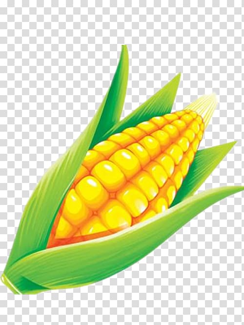 Maize Grauds, Hand-painted corn transparent background PNG clipart