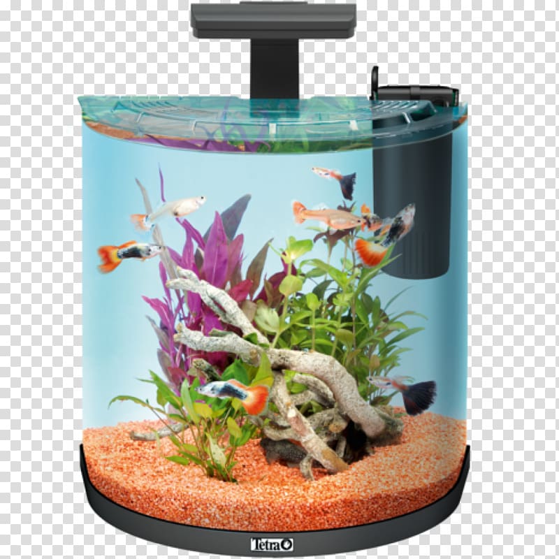 Aquarium Tetra Goldfish Liter Pet, aquriam transparent background PNG clipart