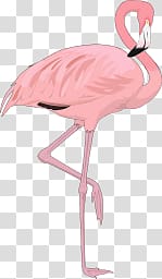 Flamingo transparent background PNG clipart