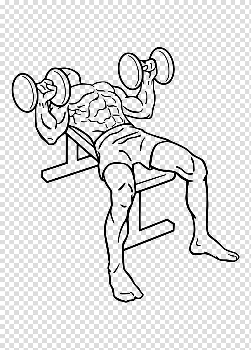 Bench press Dumbbell Barbell Weight training, dumbbell transparent background PNG clipart