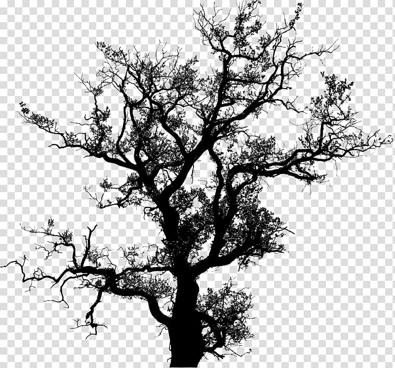 Tree Drawing Silhouette Oak, green silhouette transparent background ...