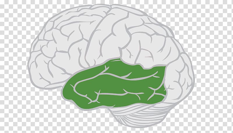 Lobes of the brain Frontal lobe Temporal lobe Cerebral cortex, Brain transparent background PNG clipart