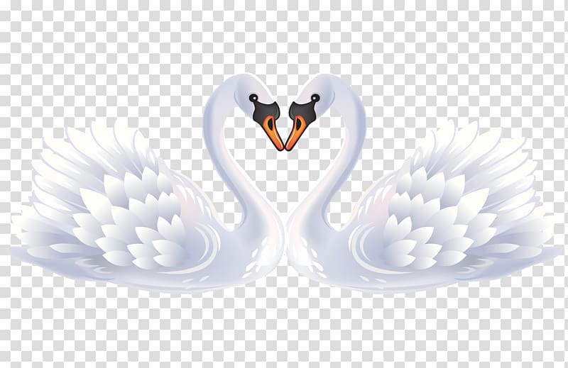 two white swans kissing illustration, Bird Black swan , White Swan transparent background PNG clipart