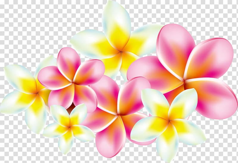 pink, white, and yellow flowers illustration, Flower Frangipani , Plumeria transparent background PNG clipart