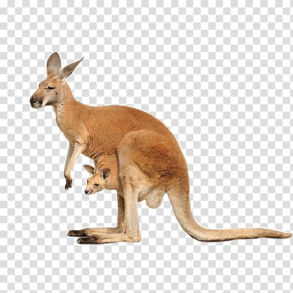 Red kangaroo Macropods , kangaroo transparent background PNG clipart