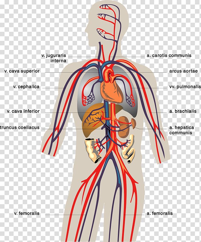 Circulatory system Human digestive system Digestion Human body Organ, heart transparent background PNG clipart