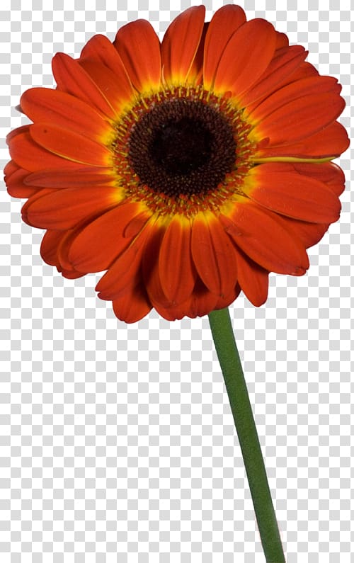 Transvaal daisy Cut flowers Red Common sunflower Dahlia, others transparent background PNG clipart
