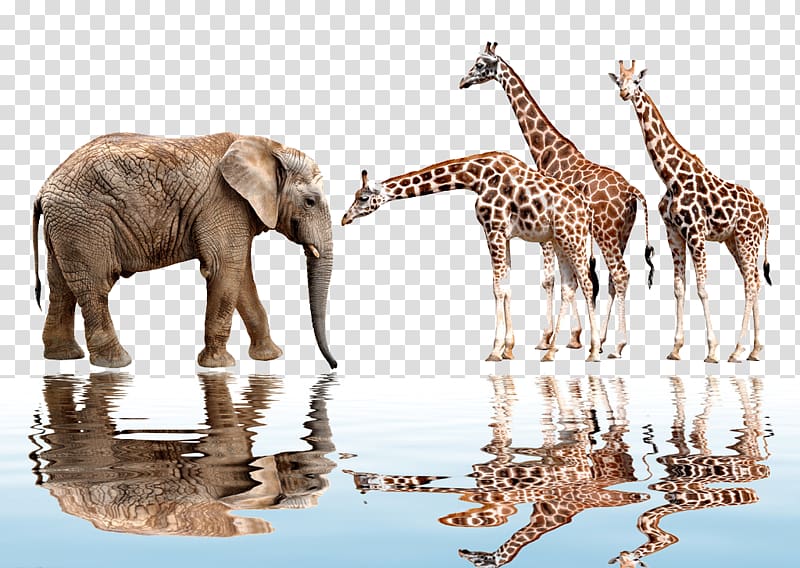 african animals transparent background PNG clipart