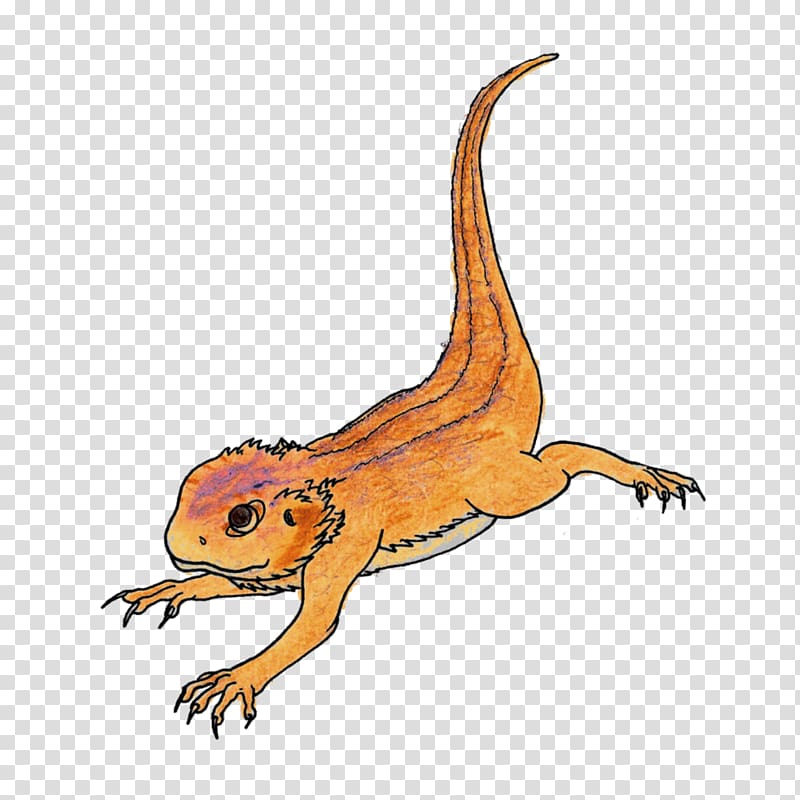 Rankins dragon Cartoon Lizard Drawing Illustration, Bearded Dragon Pic transparent background PNG clipart