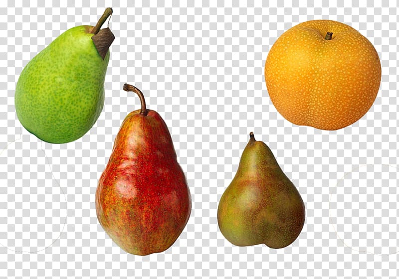 Bosc pear Williams pear DAnjou Comice pears Asian pear, Fruits and pear peach fruit material transparent background PNG clipart