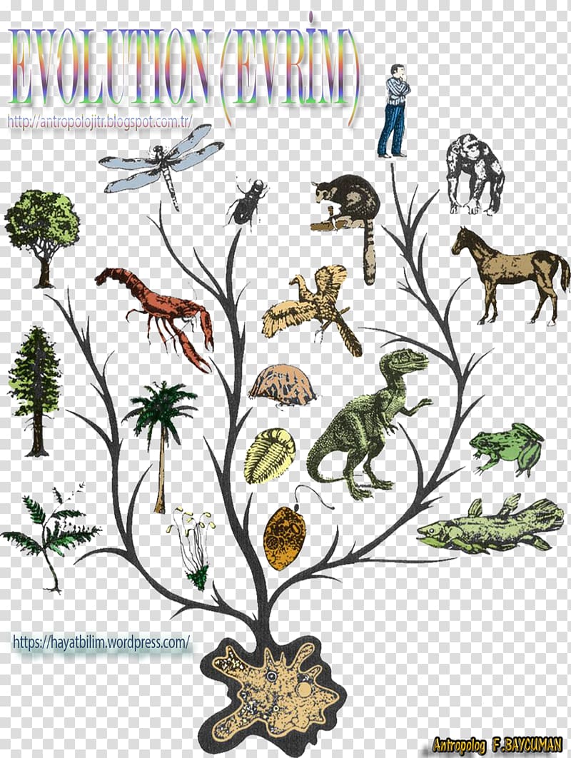 Evolutionary history of life Animal Evidence of common descent Phylogenetic tree, evolution transparent background PNG clipart