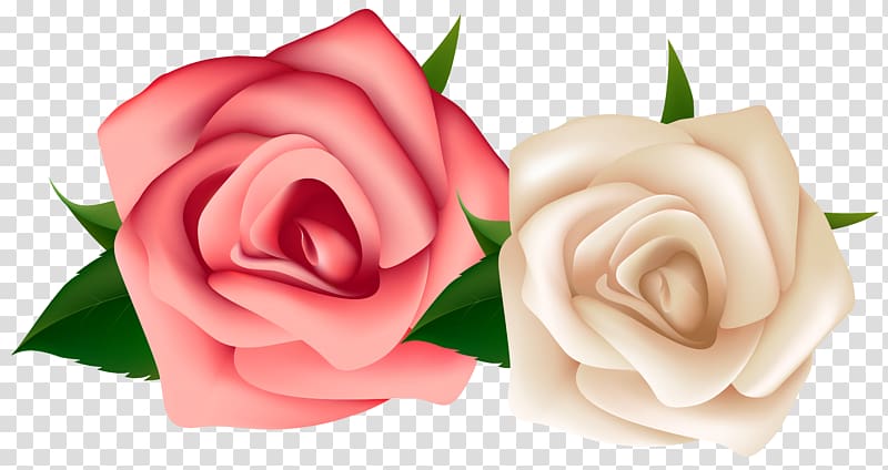 pink and white flowers illustration, Rose White , Red and White Roses transparent background PNG clipart