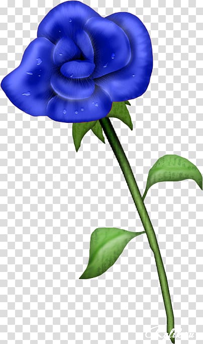 Blue rose Garden roses, green rose transparent background PNG clipart