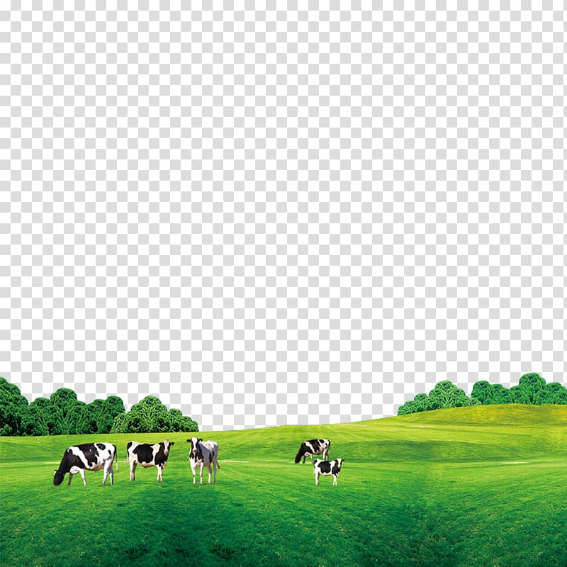 five white and black cattles on green grass field under blue sky at daytime, Cattle Cow\'s milk, Grass on the cow transparent background PNG clipart