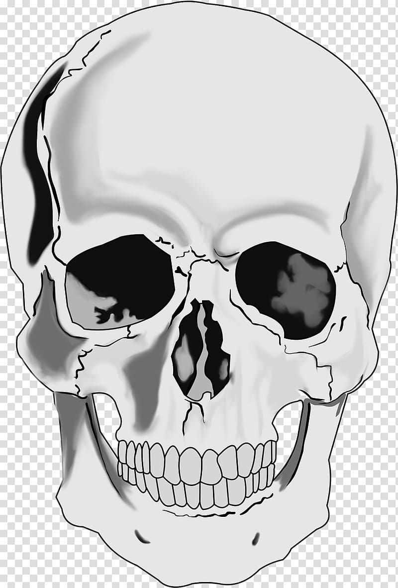 Skull Human skeleton , skull transparent background PNG clipart