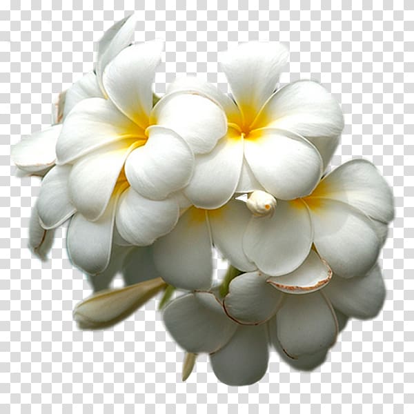 White Petal Lilac Flower Yellow, others transparent background PNG clipart