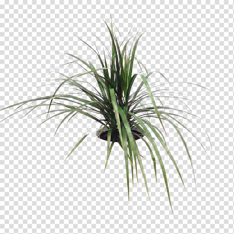 Sweet Grass Plant stem Tree Grasses, others transparent background PNG clipart