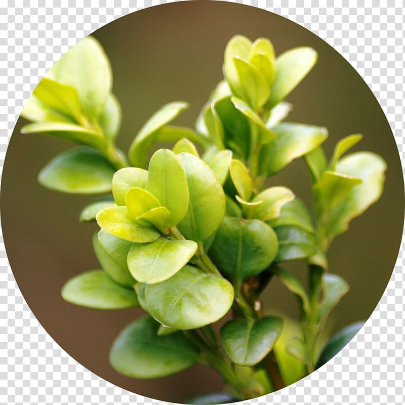 Plant Pruning Shrub Chinese Box Buxus sempervirens, plant transparent background PNG clipart