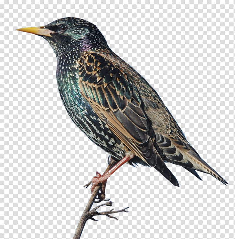Common starling Bird Sparrow Vogel des Jahres Feather, Bird transparent background PNG clipart