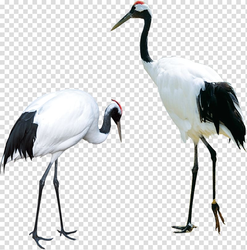Two red-crowned cranes transparent background PNG clipart