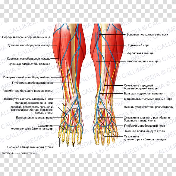 Foot Crus Nerve Human leg Muscle, others transparent background PNG clipart