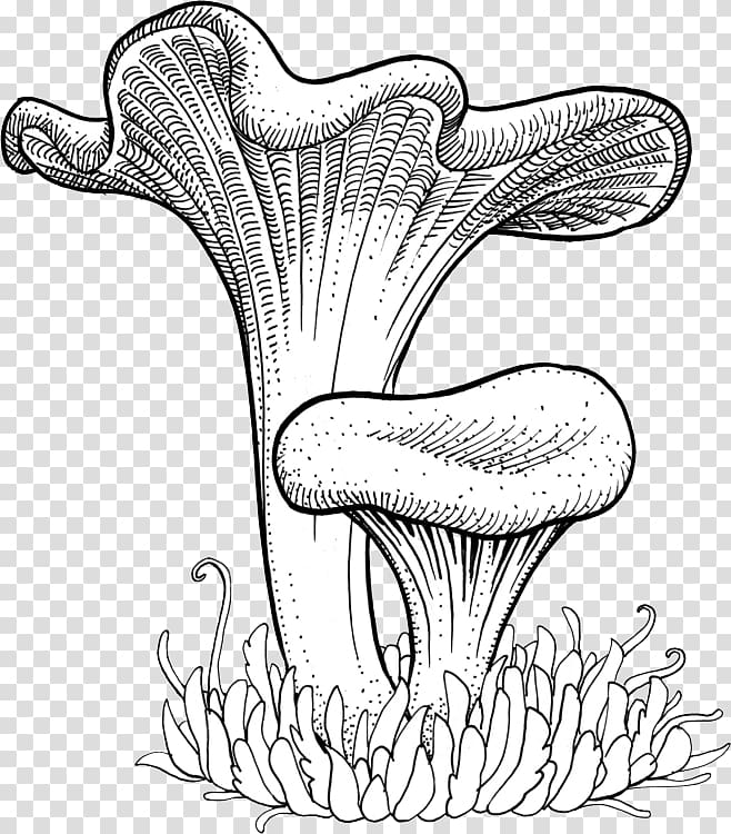 Chanterelle Craterellus cornucopioides Craterellus tubaeformis Mushroom Drawing, mushroom transparent background PNG clipart